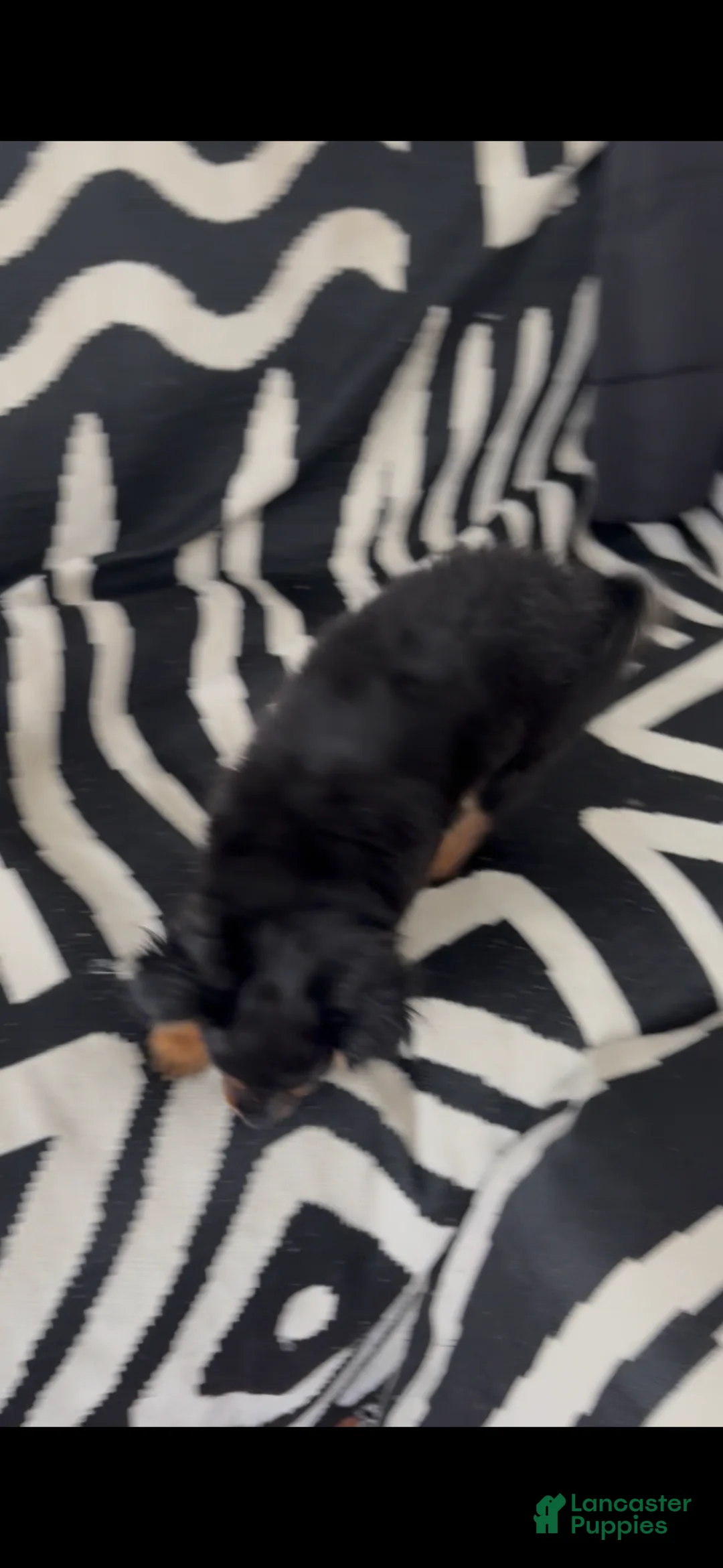 Pomapoo dogs for sale: Pomapoo Puppy 2 - Ad 3