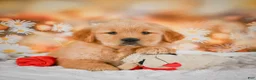 Golden Retriever dogs for sale: Willow - Ad 5