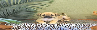 Cookie