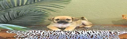 Mixed Breed dogs for sale: Cookie - Ad 1