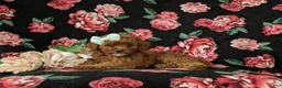 Cavapoo dogs for sale: Gracie Hypoallergenic - Ad 4