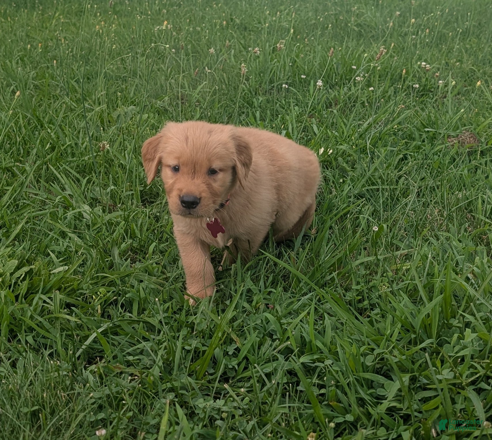 Golden Retriever dogs Rocky - Ad 1