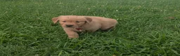 Golden Retriever dogs for sale: Rocky - Ad 1