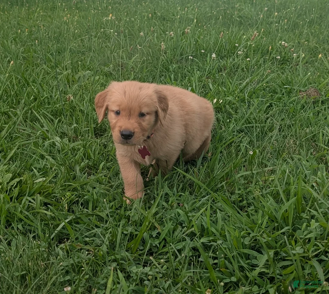 Golden Retriever dogs for sale: Rocky - Ad 1