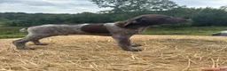German Shorthaired Pointer dogs for sale: German Shorthaired Pointer 1 - Ad 2