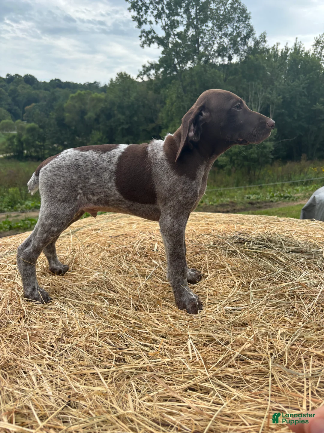 German Shorthaired Pointer dogs for sale: German Shorthaired Pointer 1 - Ad 2