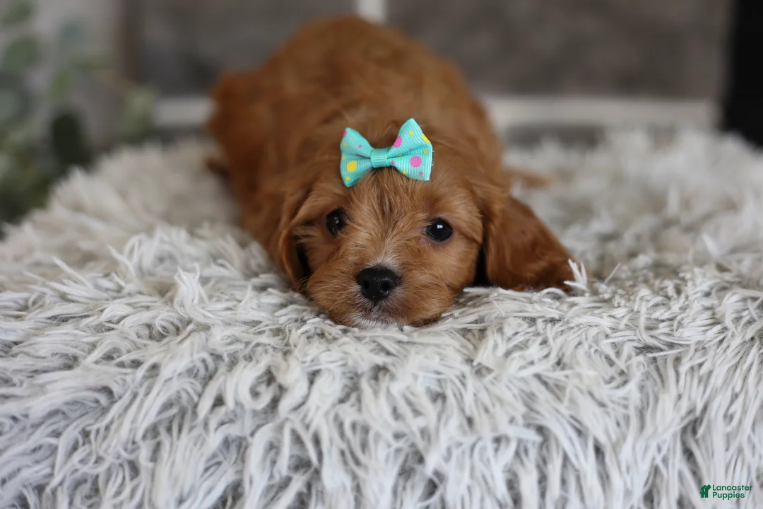 Cavapoo dogs for sale: Faye - Ad 2