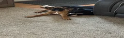 Boxer dogs for sale: Dozer - Ad 4