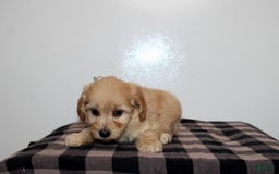 Mini Goldendoodle dogs for sale: Draylen - Image 3