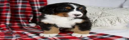 Bernese Mountain Dog dogs for sale: Jamin *Genetic Clear - Ad 4