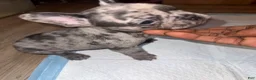 French Bulldog dogs for sale: French Bulldog 1 - Ad 18