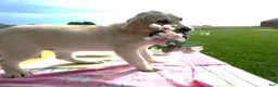 Labrador Retriever dogs for sale: Labrador Retriever 3 Skye - Ad 3