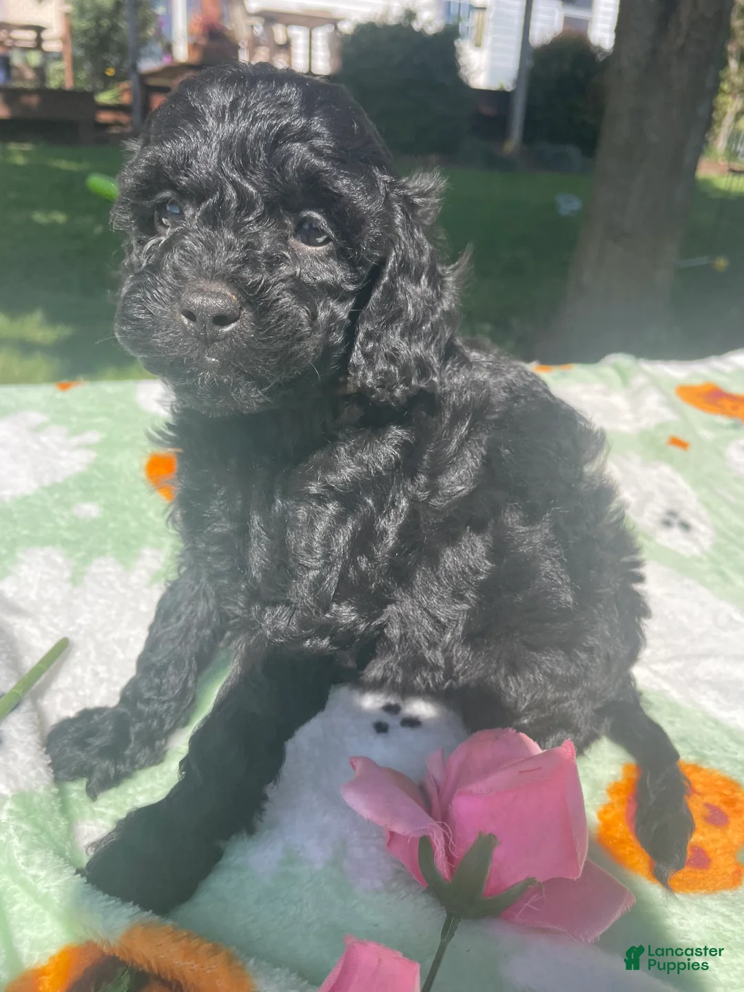 Cavapoo dogs for sale: Gemma - Ad 2