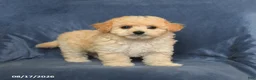 Maltipoo dogs for sale: Ned - Ad 2