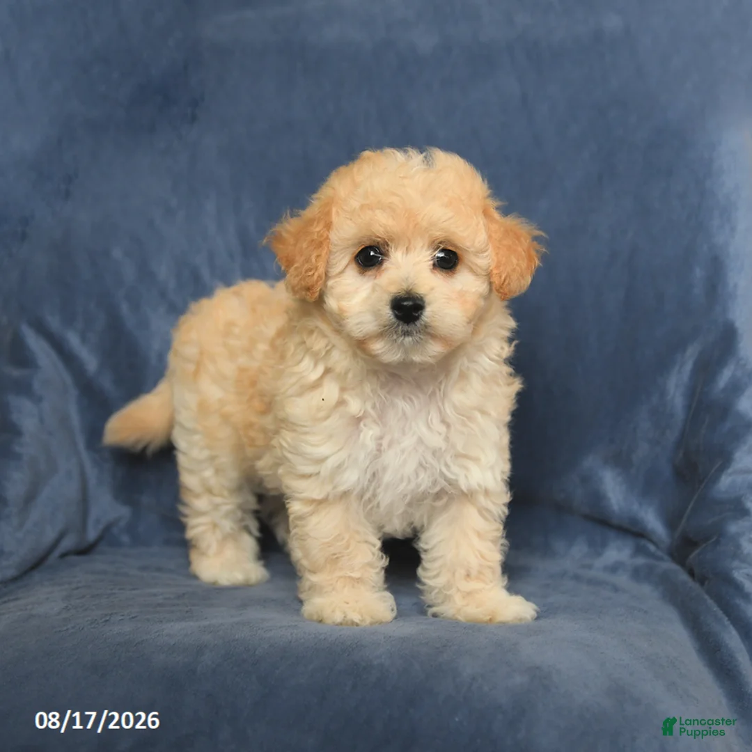 Maltipoo dogs for sale: Ned - Ad 2