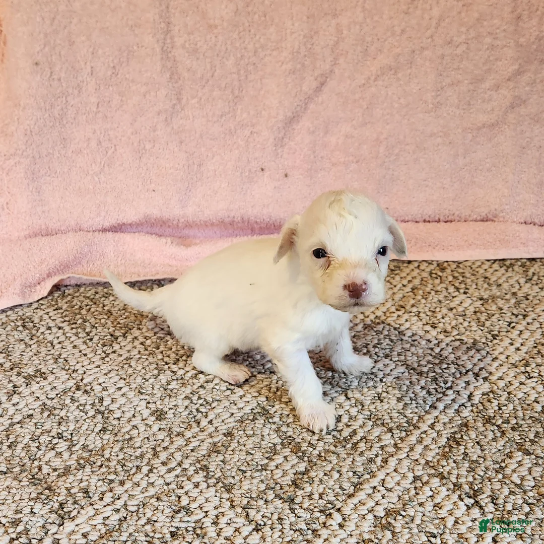 Portuguese Water Dog dogs for sale: Lil Snowball - Ad 3