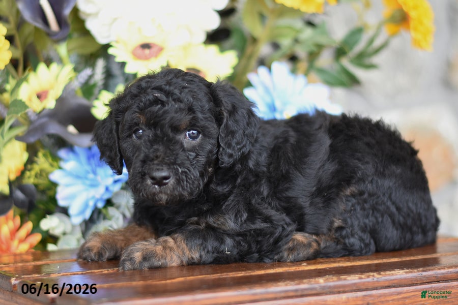 Mini Goldendoodle dogs Addie - Ad 2