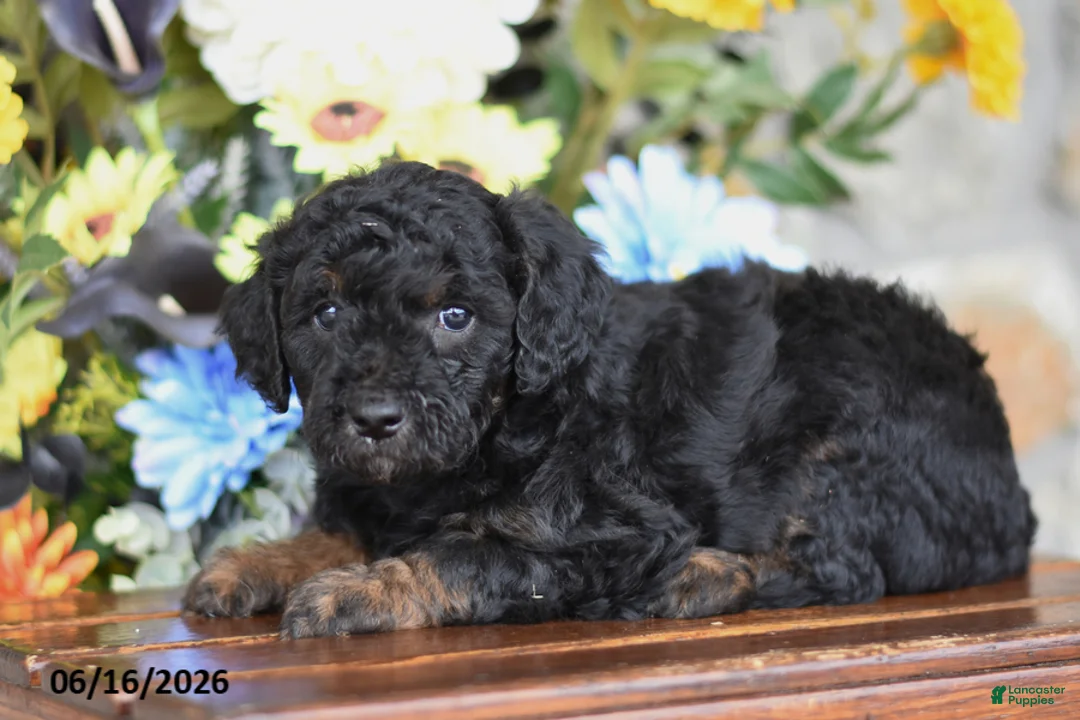 Mini Goldendoodle dogs for sale: Addie - Ad 2