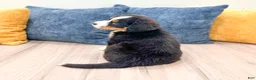 Bernese Mountain Dog dogs for sale: Skyler - Ad 5