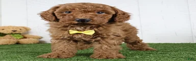 Amigo