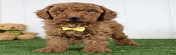 Miniature Poodle dogs for sale: Amigo - Ad 1