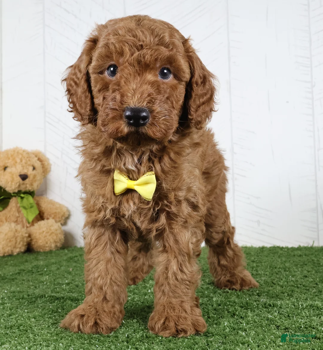 Miniature Poodle dogs for sale: Amigo - Ad 1