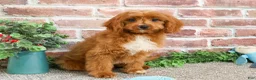 Cavapoo dogs for sale: Beau - Ad 4