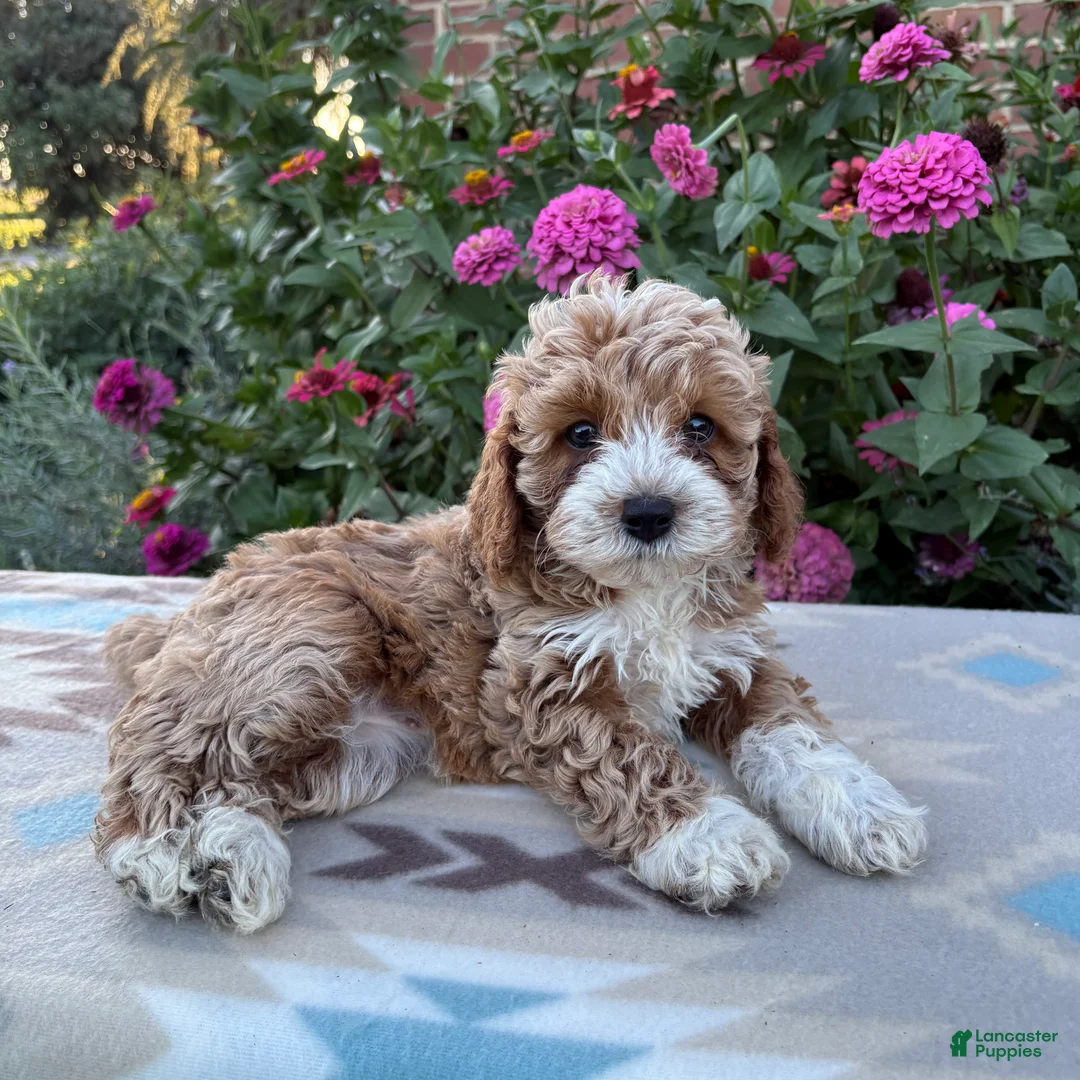 Cockapoo dogs for sale: Daisy  - Ad 2