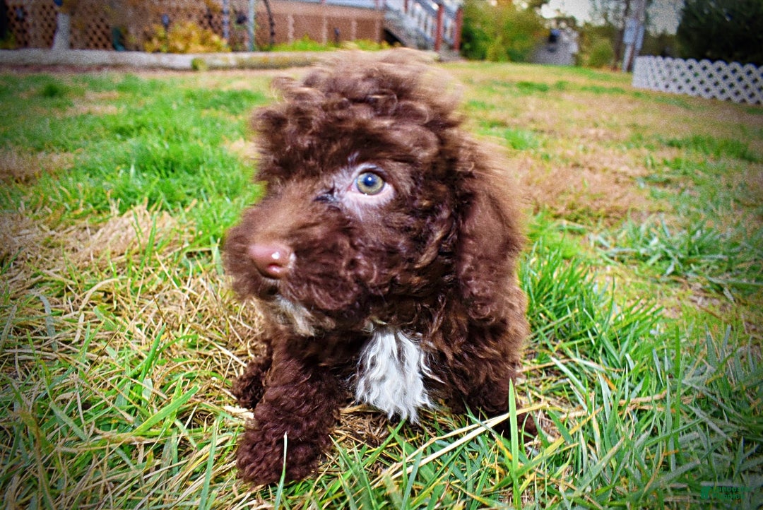 Havapoo dogs for sale: Muppet - Ad 9