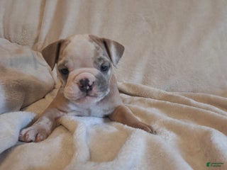 Olde English Bulldogge dogs - Ad 29