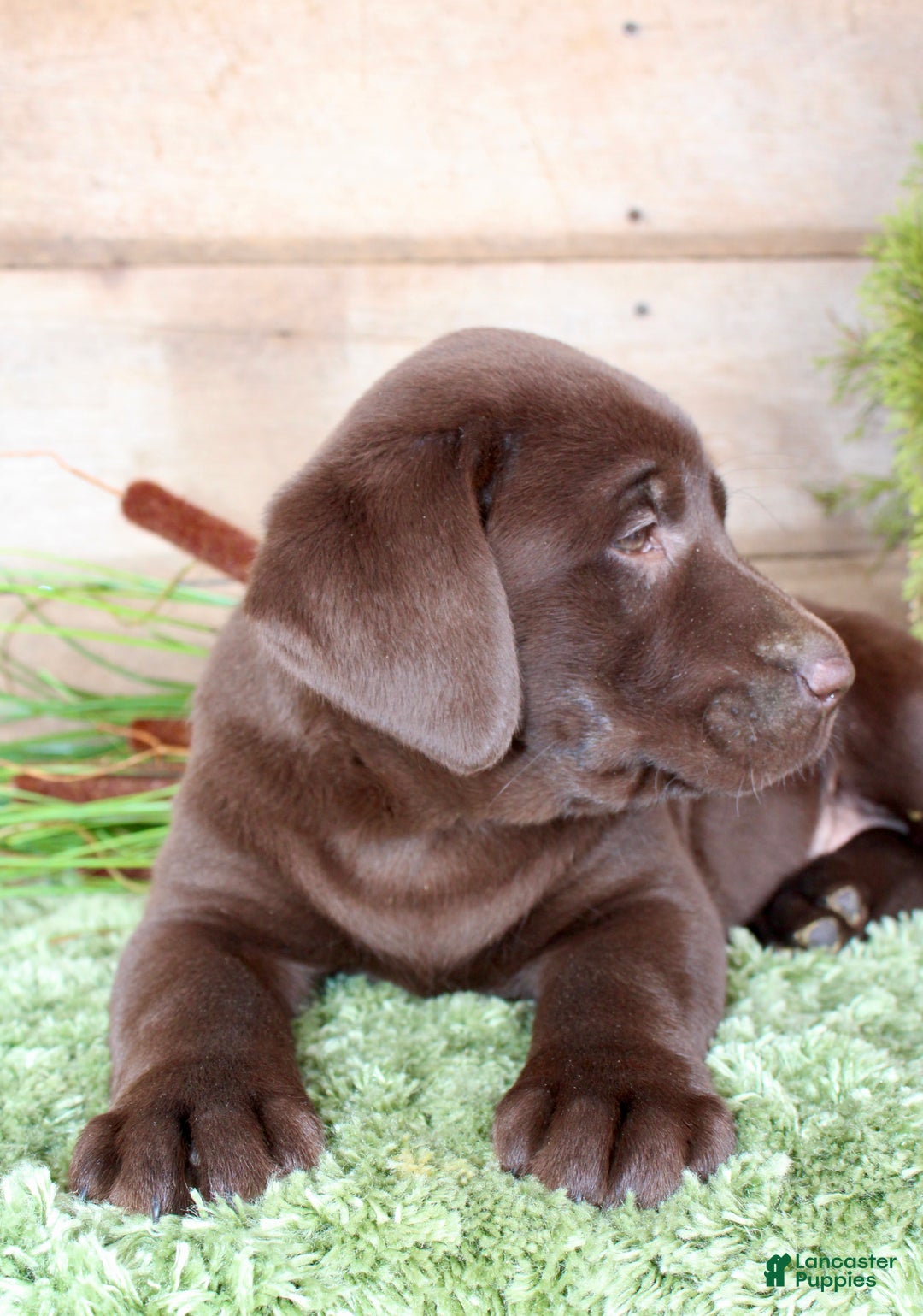 Labrador Retriever dogs for sale: Whinchester  - Ad 8