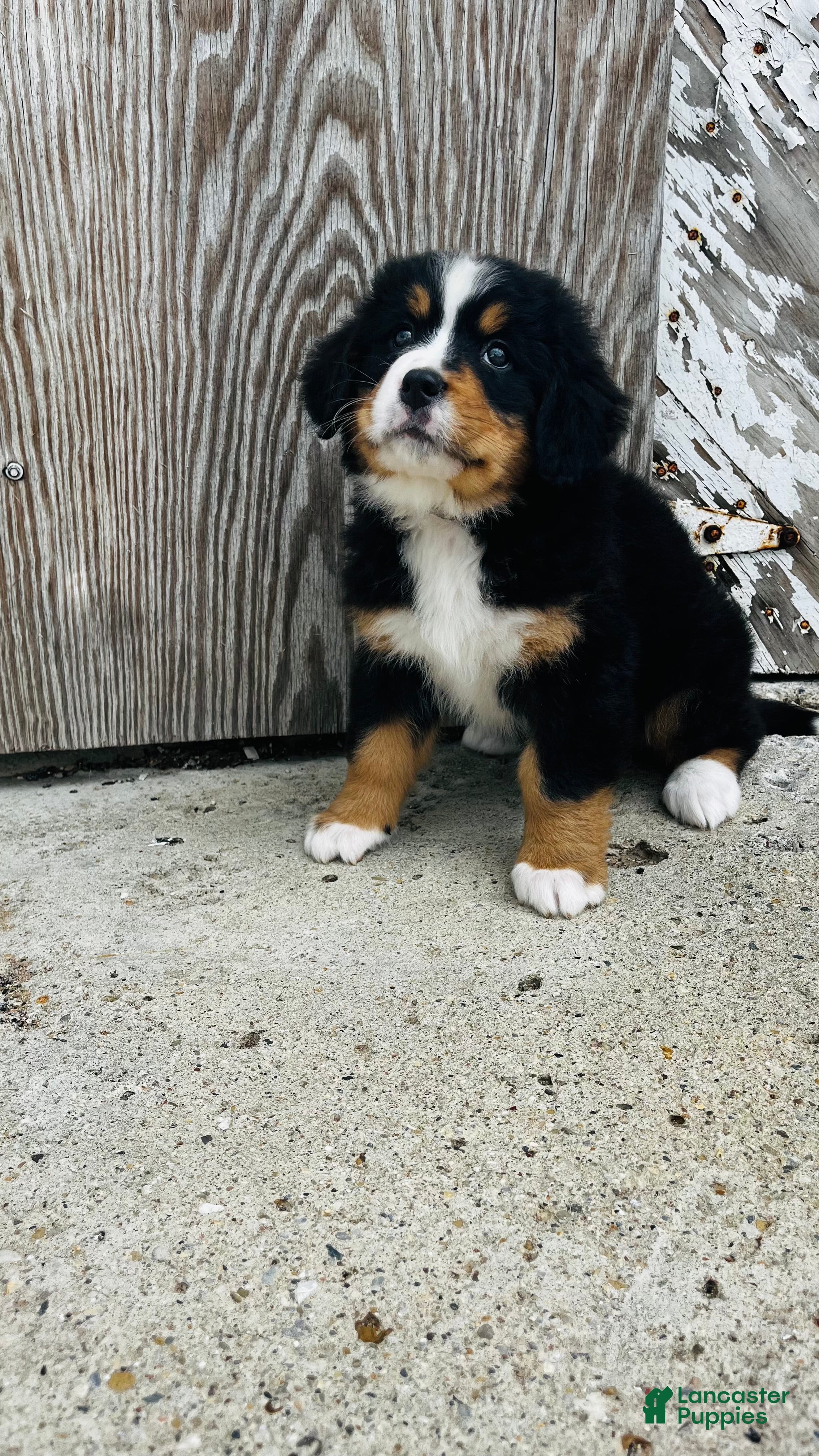 Bernese Mountain Dog dogs Vivienne - Ad 2