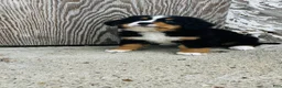 Bernese Mountain Dog dogs for sale: Vivienne - Ad 2
