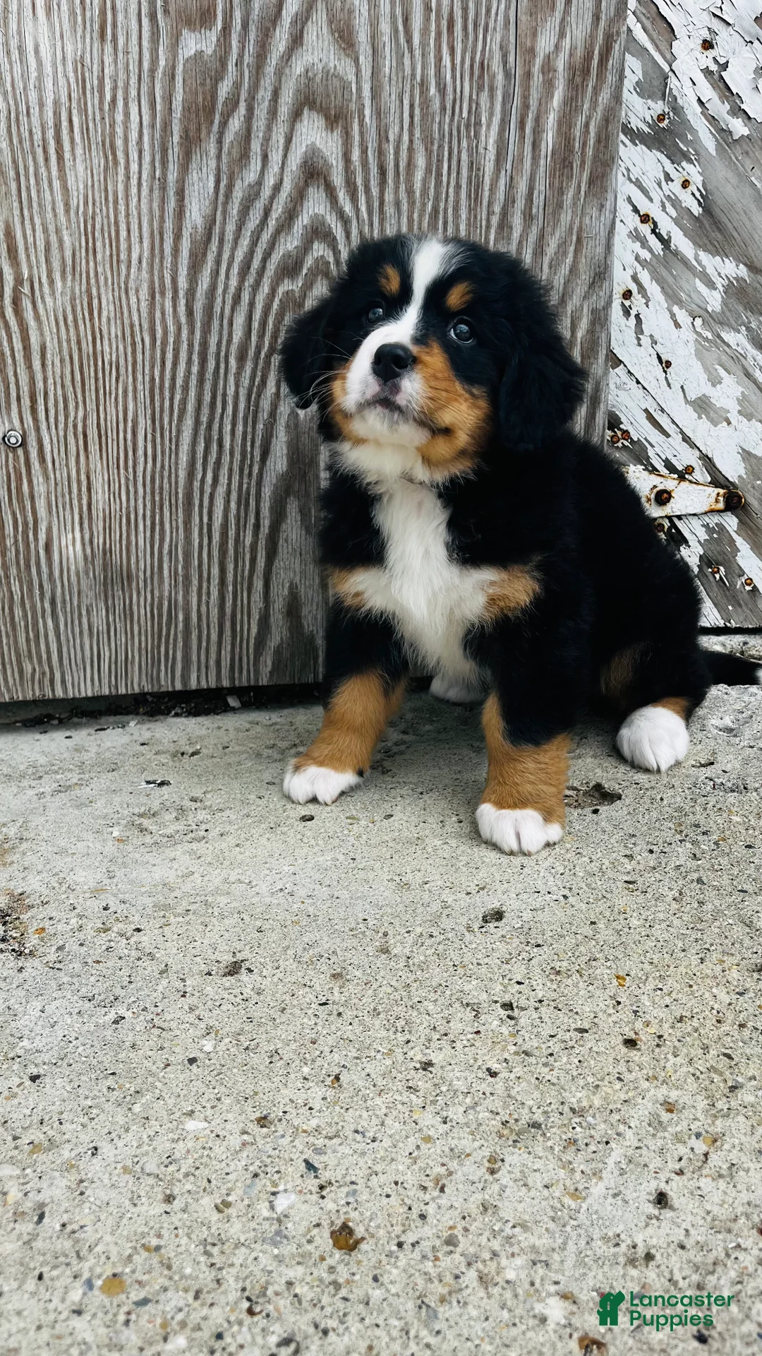 Bernese Mountain Dog dogs for sale: Vivienne - Ad 2