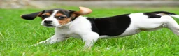 Beagle dogs for sale: Bella - Ad 13