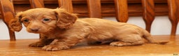 Miniature Dachshund dogs for sale: Darvin - Ad 6