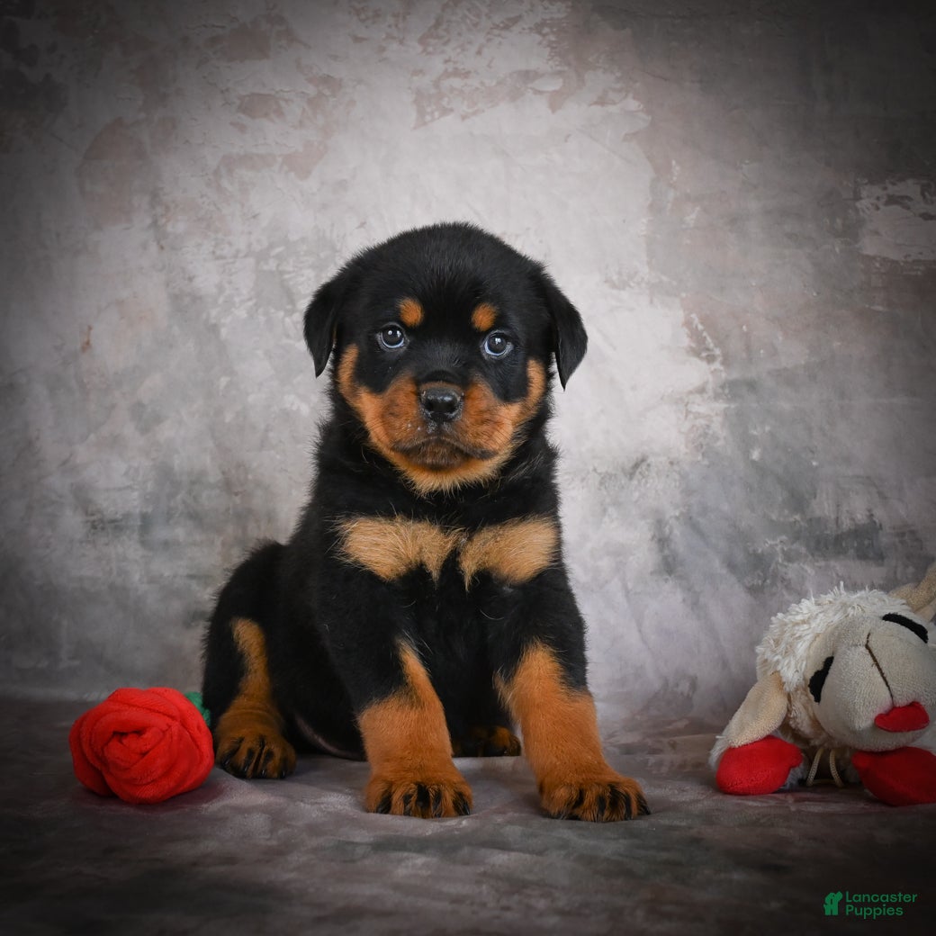 Rottweiler dogs Lane - Ad 1