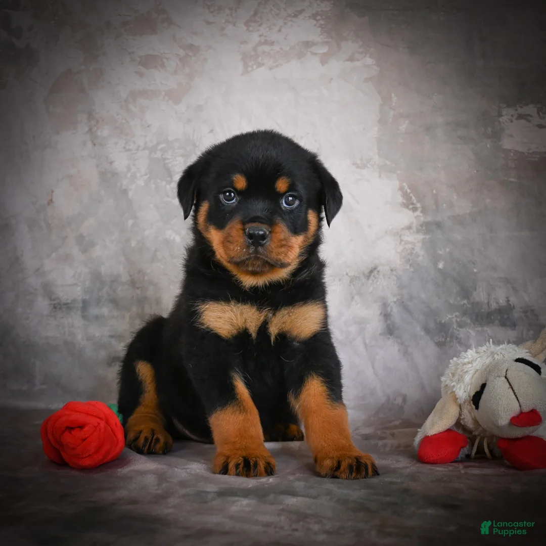 Rottweiler dogs for sale: Lane - Ad 1