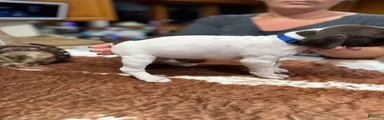 German Shorthaired Pointer 3