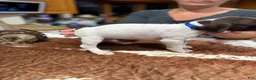 German Shorthaired Pointer dogs for sale: German Shorthaired Pointer 3 - Ad 1