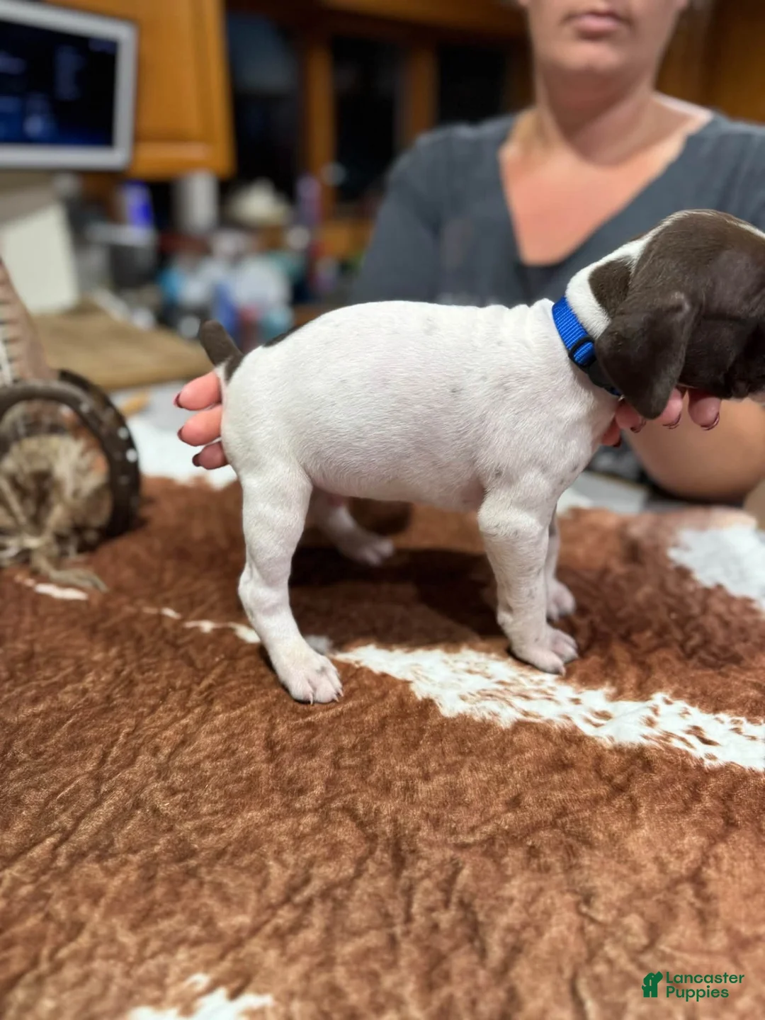 German Shorthaired Pointer dogs for sale: German Shorthaired Pointer 3 - Ad 1