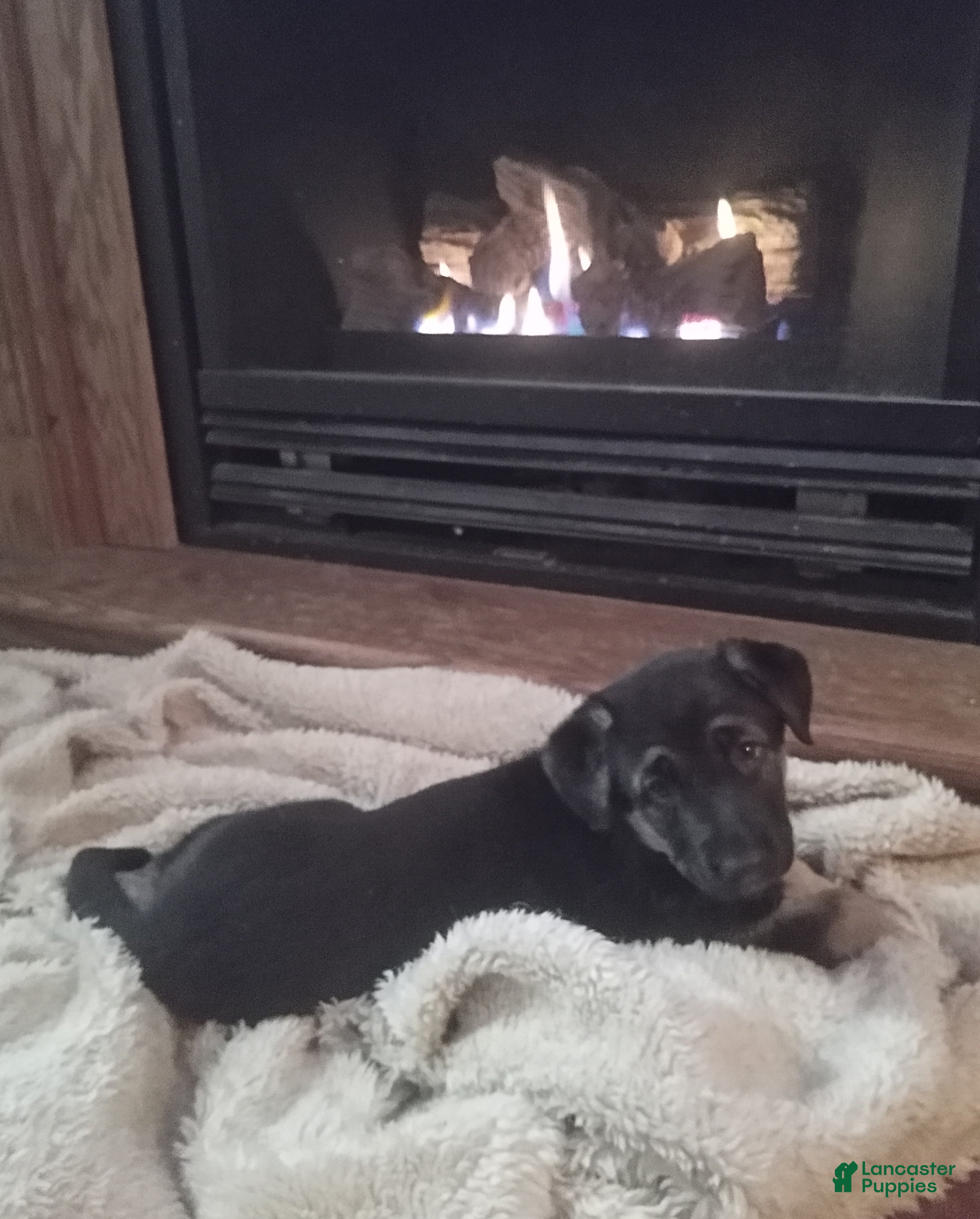 German Shepherd dogs Diamond - Ad 26