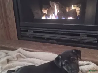 German Shepherd dogs Diamond - Ad 26