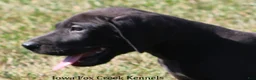 Great Dane dogs for sale: Sadie - Ad 5
