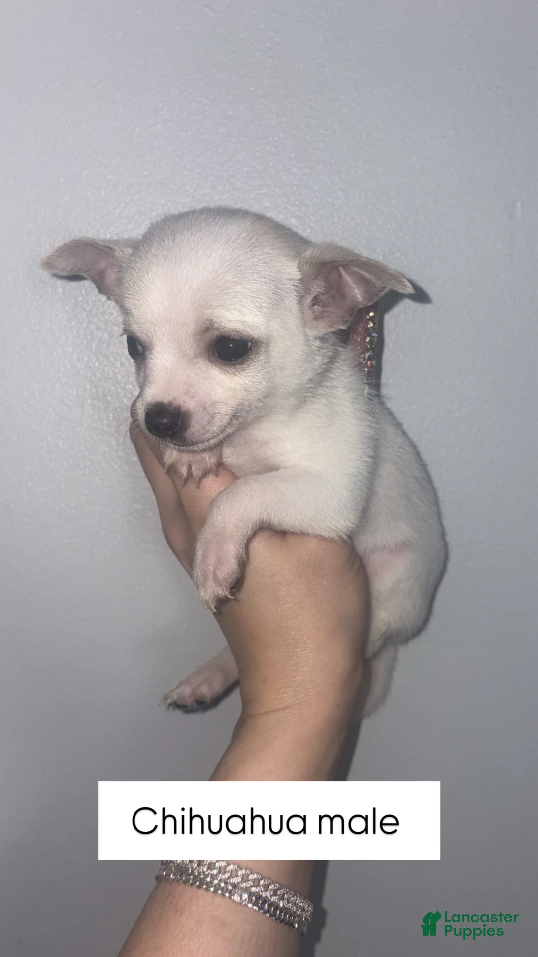Chihuahua dogs for sale: Chihuahua Puppy 5 - Ad 1