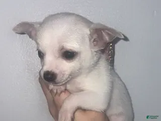 Chihuahua dogs Chihuahua Puppy 5 - Ad 22