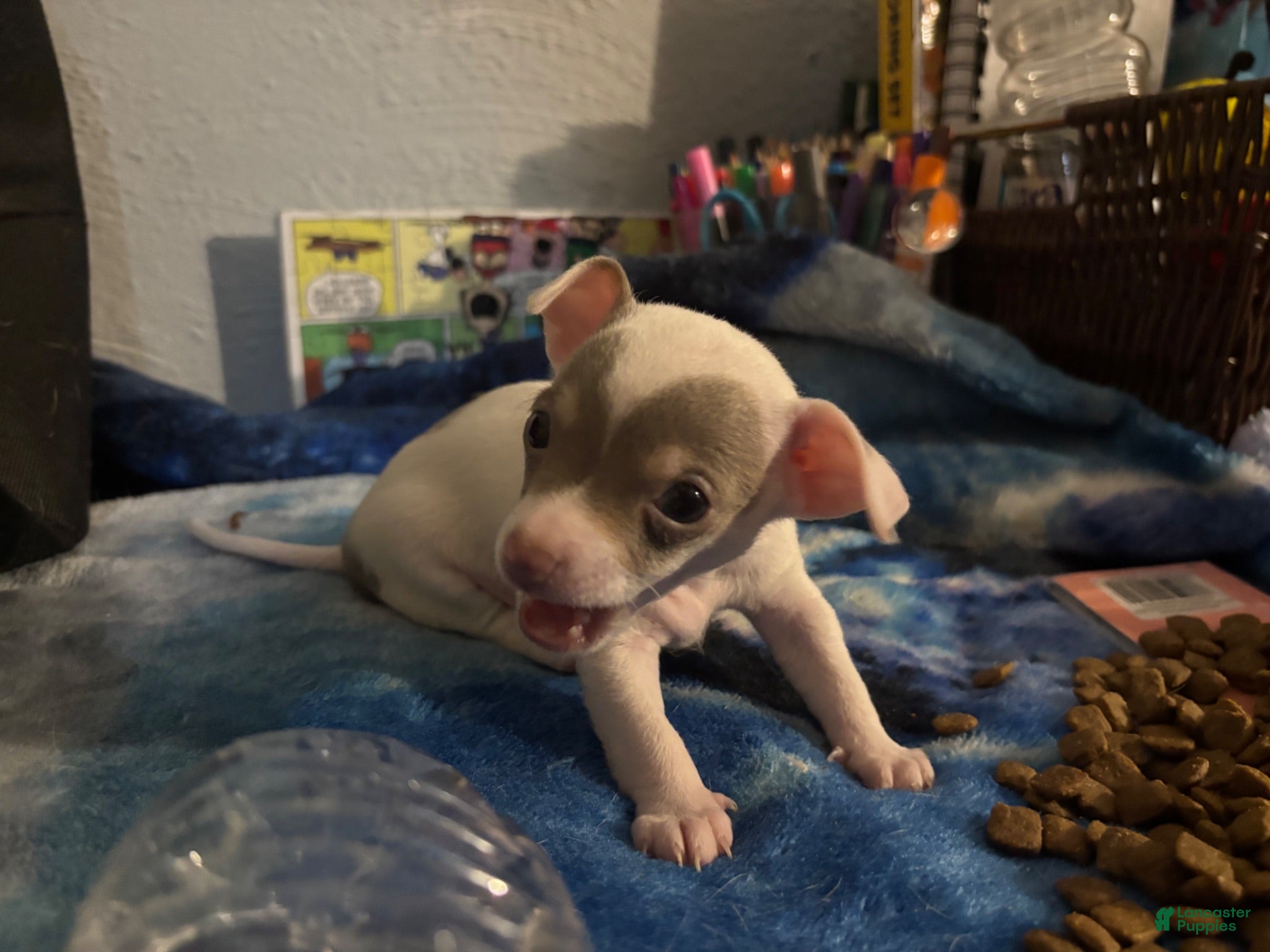 Chihuahua dogs Casper - Ad 18