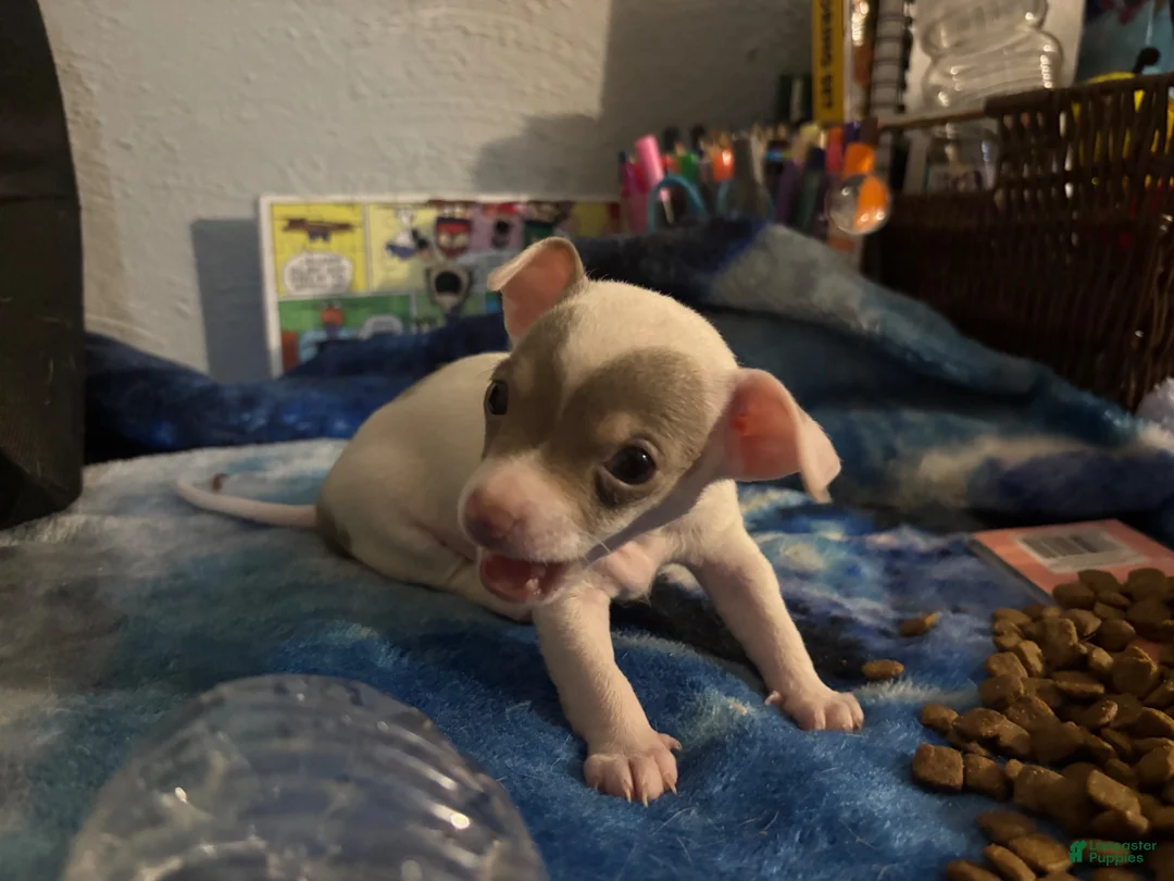 Chihuahua dogs for sale: Casper - Ad 1