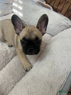 French Bulldog dogs Milo(neon green) - Ad 6