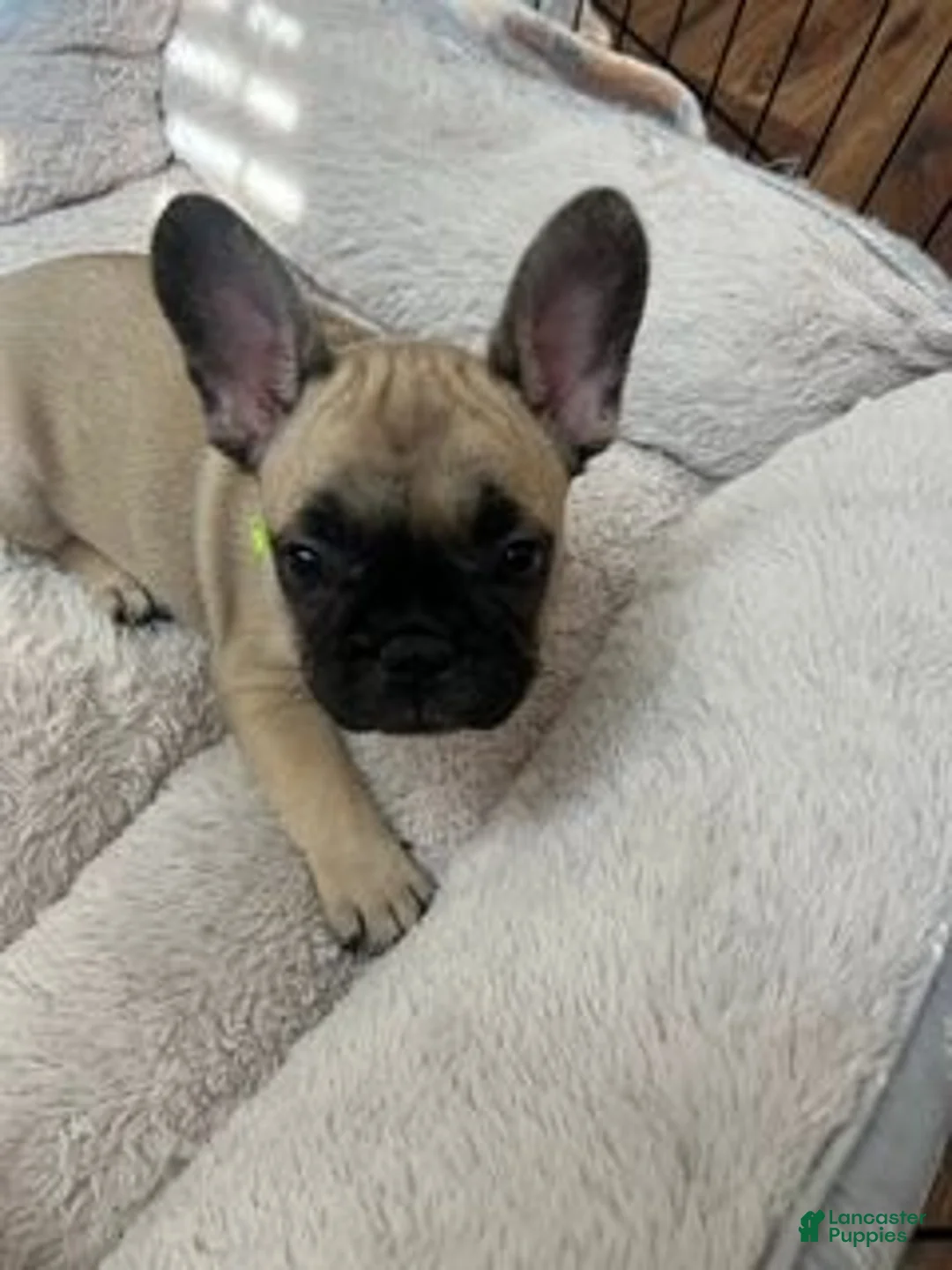 French Bulldog dogs for sale: Milo(neon green) - Ad 1